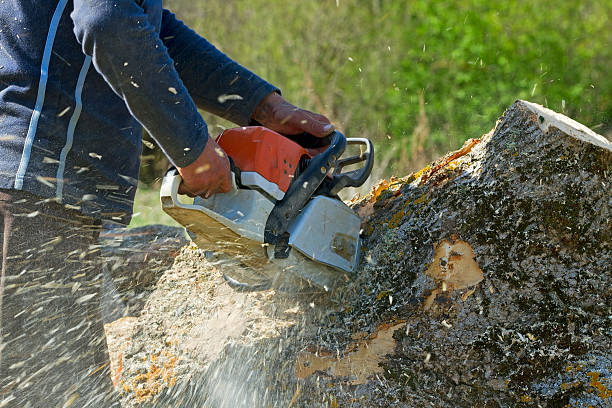 Best Arborist Consultation Services  in Berrien Springs, MI