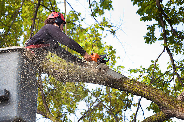 Best Leaf Removal  in Berrien Springs, MI